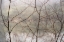 Picture of DEW DROPS