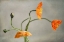 Picture of POPPIES DANCE