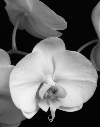 Picture of WHITE ORCHID 1