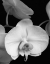 Picture of WHITE ORCHID 1