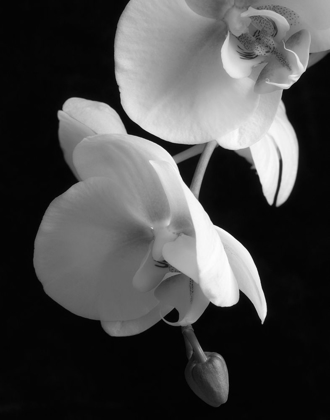 Picture of WHITE ORCHID 2