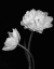 Picture of BLACK AND WHITE ROSES 4