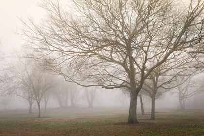 Picture of TREES IN FOG 1