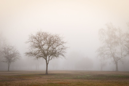 Picture of TREES IN FOG 2