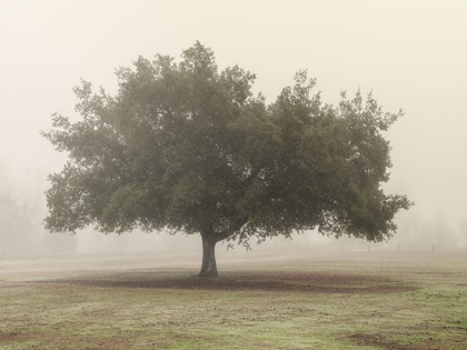 Picture of TREES IN FOG 5