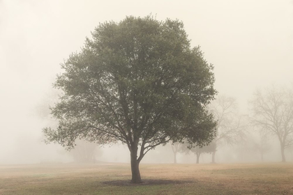 Picture of TREES IN FOG 6