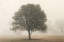 Picture of TREES IN FOG 6