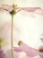 Picture of PETITE BLUSH 4
