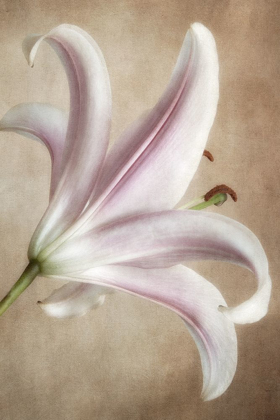 Picture of LAVENDER LILY