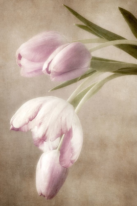 Picture of LAVENDER TULIPS