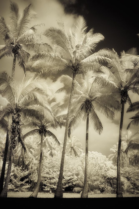 Picture of WHITE PALMS 1