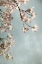 Picture of PALE PETALS 4