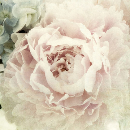 Picture of PEONY 3
