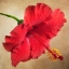 Picture of HIBISCUS 102