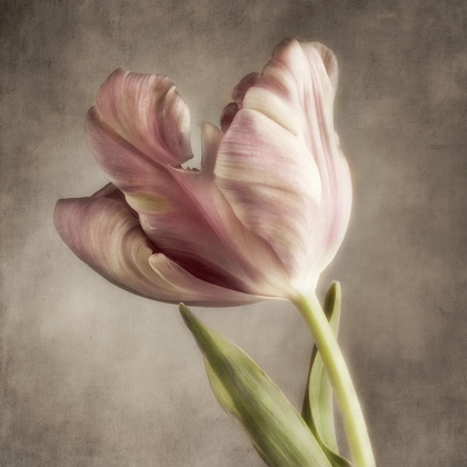 Picture of PINK TULIP 2