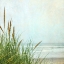 Picture of NORTH COAST DUNES 1