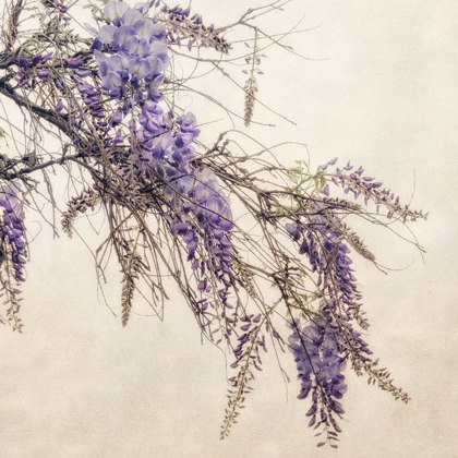 Picture of WISTERIA