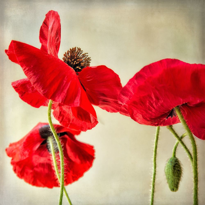 Picture of RED POPPIES 1