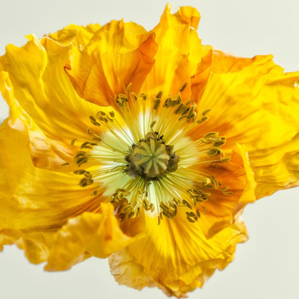 Picture of YELLOW POPPY 1