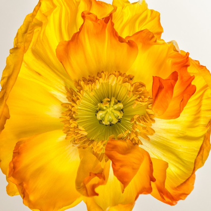 Picture of YELLOW POPPY 2