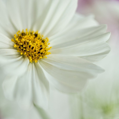 Picture of WHITE COSMOS