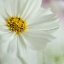 Picture of WHITE COSMOS