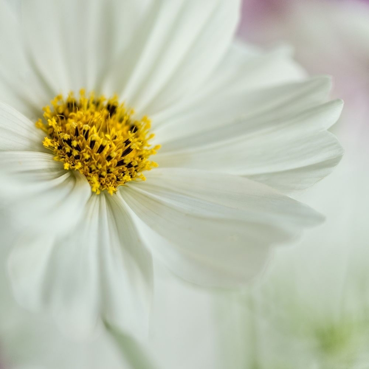 Picture of WHITE COSMOS
