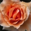 Picture of ROSE 1