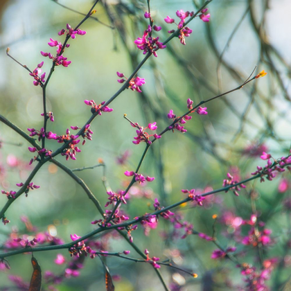 Picture of SPRING BRANCHES