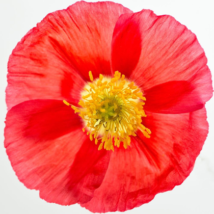 Picture of VERMILION POPPY