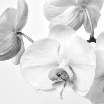Picture of SIMPLY ORCHIDS 1
