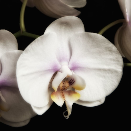 Picture of DELICATE WHITE ORCHIDS 1