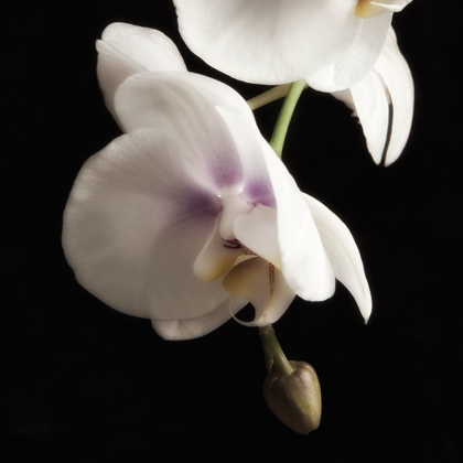 Picture of DELICATE WHITE ORCHIDS 2