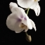 Picture of DELICATE WHITE ORCHIDS 2