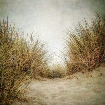 Picture of BEACH GRASSES 2