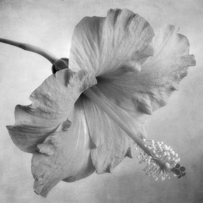 Picture of BLACK AND WHITE HIBISCUS 2