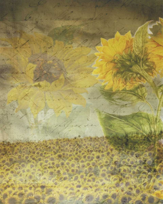 Picture of DEAR SUNFLOWER FIELD