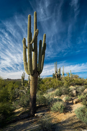 Picture of CACTI TOWERS