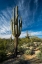 Picture of CACTI TOWERS