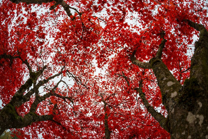 Picture of RED LEAVES