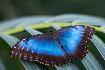 Picture of COBALT WINGS