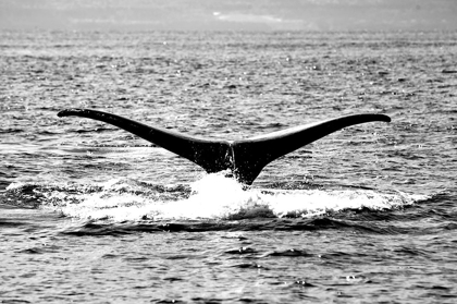 Picture of WHALE TAIL V1