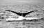 Picture of WHALE TAIL V1