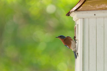 Picture of FROM THE BIRDHOUSE