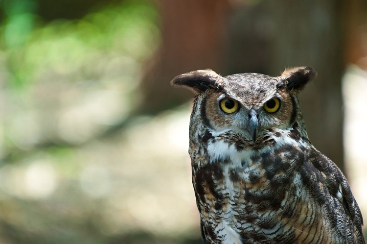 Picture of HORNED OWL