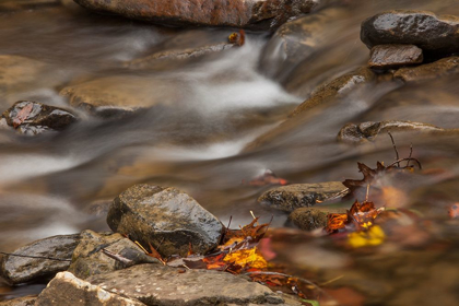 Picture of AUTUMN CREEK