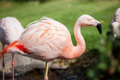 Picture of FLAMINGO FEATHERS