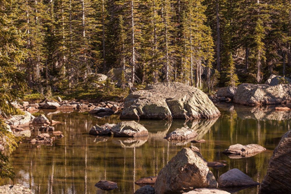 Picture of FOREST CREEK