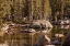 Picture of FOREST CREEK