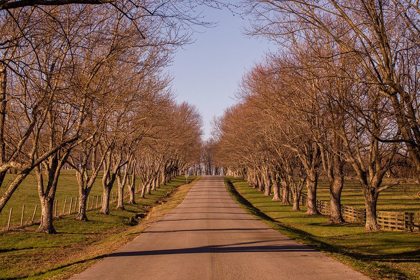 Picture of AUTUMN AVENUE